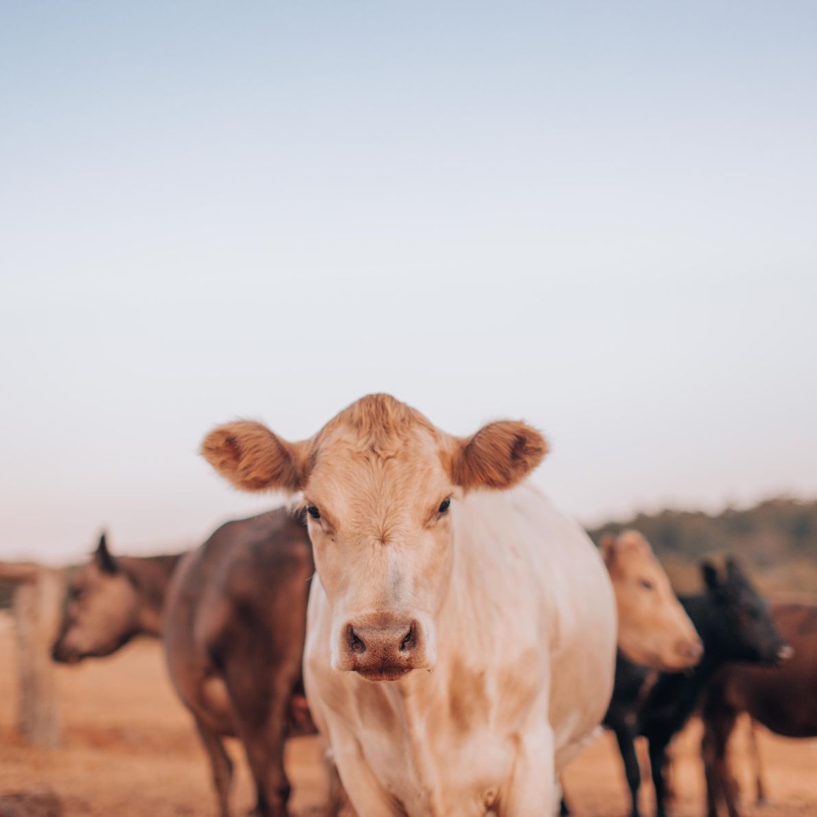 Agriculture & Sustainability