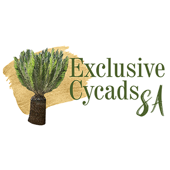 Exclusive Cycads SA